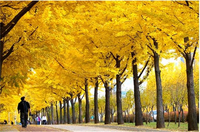 Káº¿t quáº£ hÃ¬nh áº£nh cho ÄaoÌ nami
