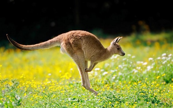 Vi vu xu so kangaroo